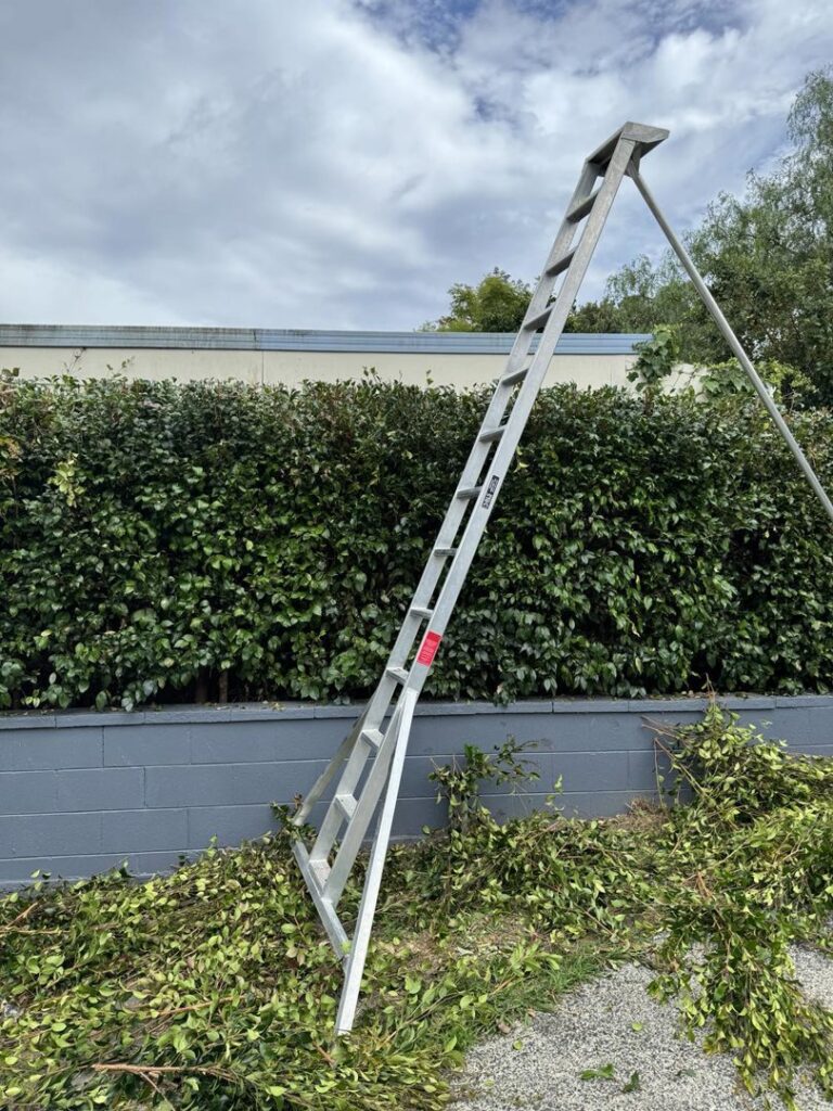 A ladder and trimmed branches on the ground, indicating recent tree or hedge trimming by City Green Care Inc. in Honolulu, HI.