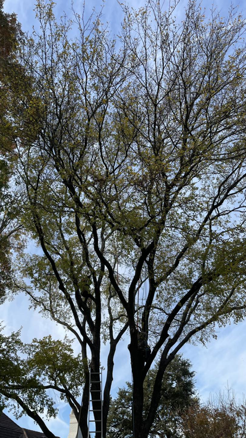 A tall ladder leaning against a large tree, ready for trimming by JG Tree Service in Philadelphia, PA.