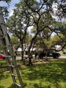 Ladders set up against large trees with a work truck, indicating a tree trimming site by Moreno Tree Services in San Antonio, TX.