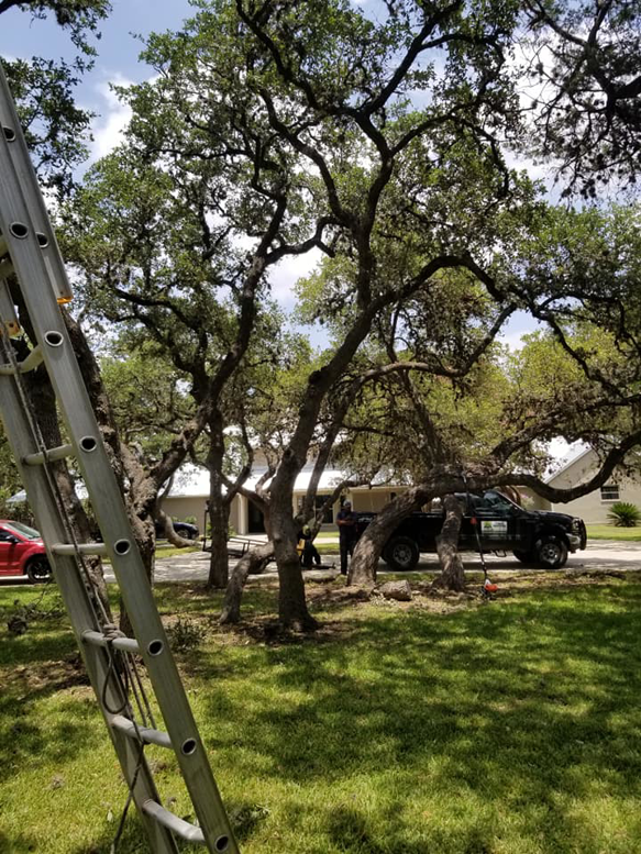 Ladders set up against large trees with a work truck, indicating a tree trimming site by Moreno Tree Services in San Antonio, TX.