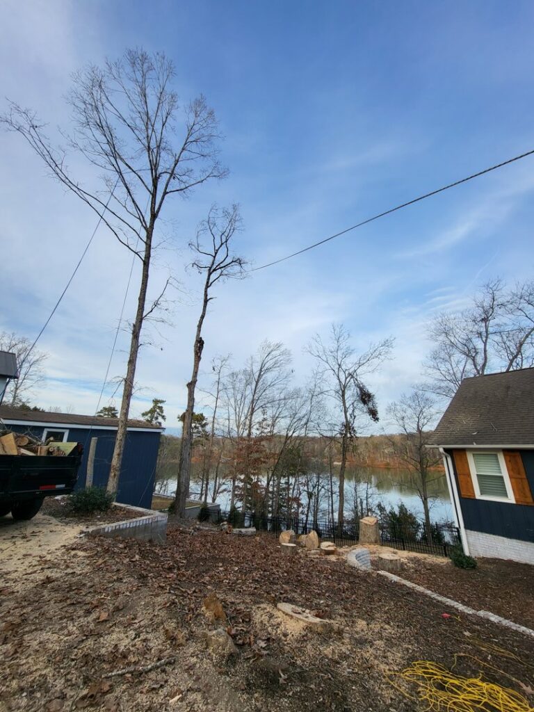 Tall trees and stumps near a lake, showing recent tree removal work by Morales Services in Greenville, SC.