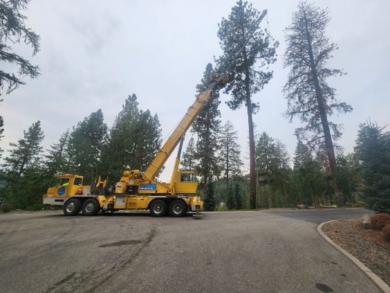 A large crane with its boom extended towards a tall pine tree for tree service by Loughnan Logging-Tree Service in Spokane Valley, WA.