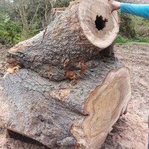 Large cut tree logs with visible cross-sections and hollow areas, showing debris from a tree removal service by KIRI TREE service in Austin, TX.