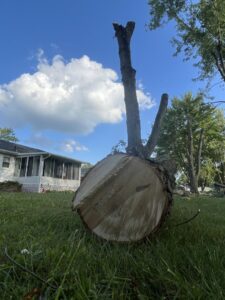 A large, freshly cut tree trunk on the grass with a chainsaw nearby, indicating a recent tree removal by Collier Lawn & Tree in Akron, OH.