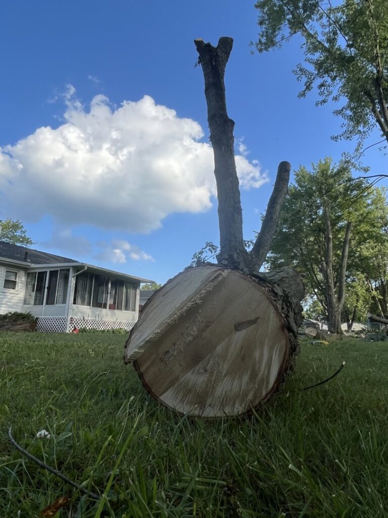 A large, freshly cut tree trunk on the grass with a chainsaw nearby, indicating a recent tree removal by Collier Lawn & Tree in Akron, OH.
