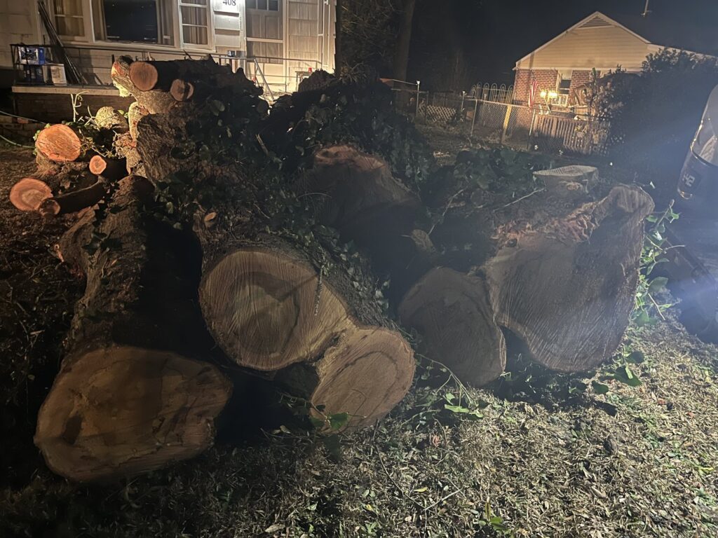 Large cut tree trunks and branches on the ground at night, showing recent tree removal by Arbor Elite SC in Columbia, SC.
