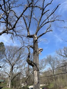 A large, dead or heavily pruned tree with bare branches, indicating a need for tree service by Zepeda,LLC tree and bush removal in Rockford, IL.