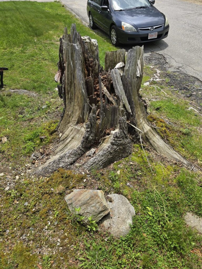 A large, old, decaying tree stump located next to a residential road, a typical job for Grin & Grind Stump Removal LLC in Worcester, MA.