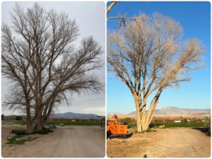 Before and after view of large deciduous tree pruning by Whipple Tree Service in Mesquite, NV, with a chipper visible.