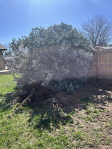 A large evergreen bush with exposed roots, indicating recent removal by DelaRosa Tree Service LLC in Denver, CO.