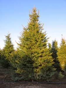 A large, healthy evergreen tree growing in a nursery field by Trees Inc - Wyoming in Jackson, WY