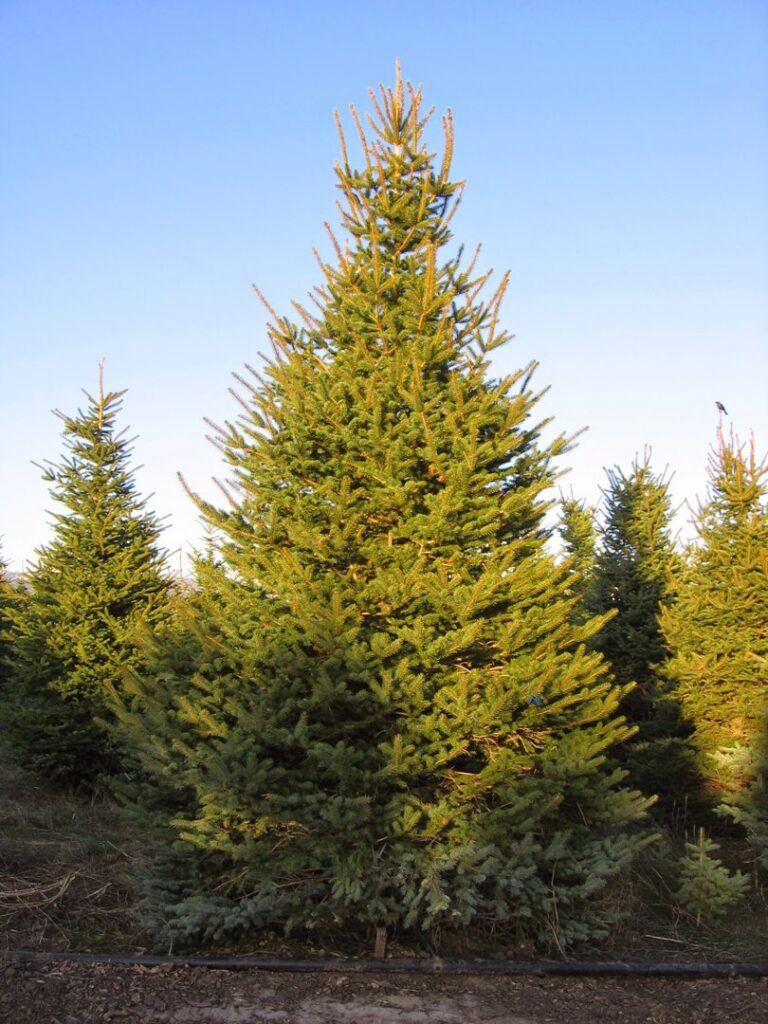 A large, healthy evergreen tree growing in a nursery field by Trees Inc - Wyoming in Jackson, WY