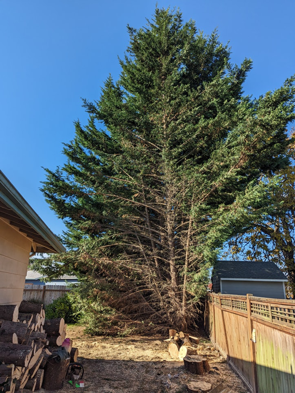 A large evergreen tree with lower branches trimmed, and cut logs on the ground from Yost Tree Service in Salem, OR.