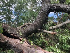 A large fallen tree blocking a path, requiring cleanup by Middle Tennessee Tree Service in Cookeville, TN.