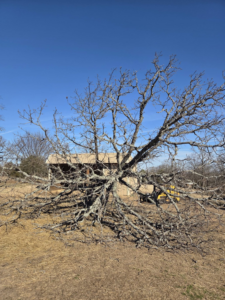 A large fallen tree with numerous branches spread across a field, indicating a tree removal job by Garcia's Tree service in Louisville, KY.