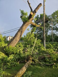 A large fallen tree with cut branches being cleaned up near power lines, a service provided by The Tree Service in Knoxville, TN.