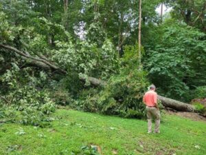 A large fallen tree in a grassy area, ready for cleanup by Ole' Smokey's Tree Service in Knoxville, TN.