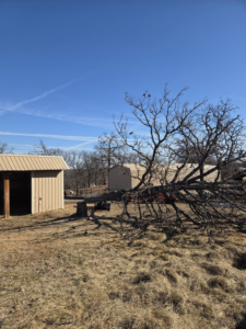 A large tree that has been expertly cut at its base and fallen, ready for removal by Garcia's Tree service in Louisville, KY.
