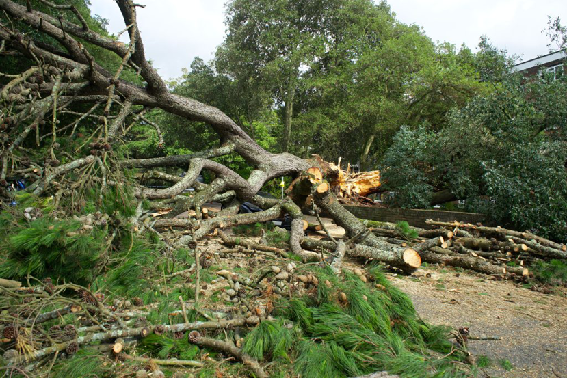 A large fallen tree cut into manageable sections for cleanup by SES Environmental Tree Service in Roswell, GA.