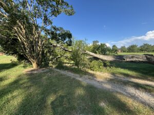 A large fallen tree across a grassy area, indicating a need for removal by Signature Tree Service in Greenville, SC.