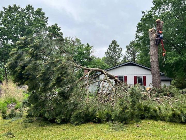 A large fallen tree being removed, with a worker on the remaining stump, by Tree & Debris Removal Service in Raleigh, NC.