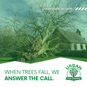 A large fallen tree with exposed roots, indicating a tree removal job for Urban Tree Trimming Services in Detroit, MI.