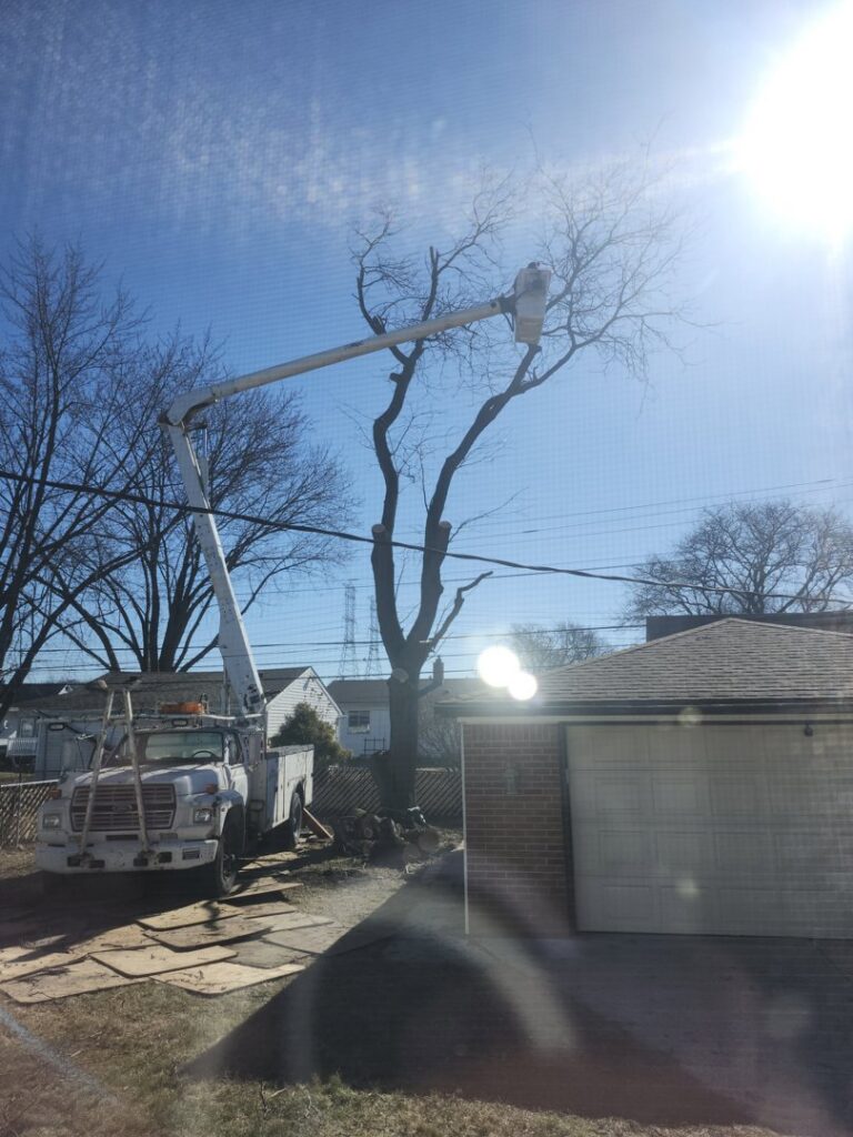 A large fallen tree lying in a residential yard, indicating a need for tree removal by Cassidy & Co. Tree Service in Detroit, MI.