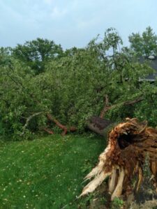 A large fallen tree with a broken trunk and branches spread across a lawn, requiring service from G.O.'s Tree Service in Pittsburgh, PA