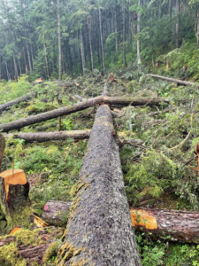 A large fallen tree trunk and cut logs in a forest, showing logging work by Hughes Resource Management in Fairbanks, AK.