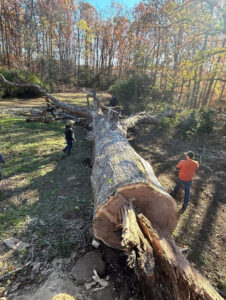 A very large fallen tree trunk on the ground with tree service workers nearby, indicating a major tree removal project by Ernesto tree service & landscaping LLC in Richmond, VA.