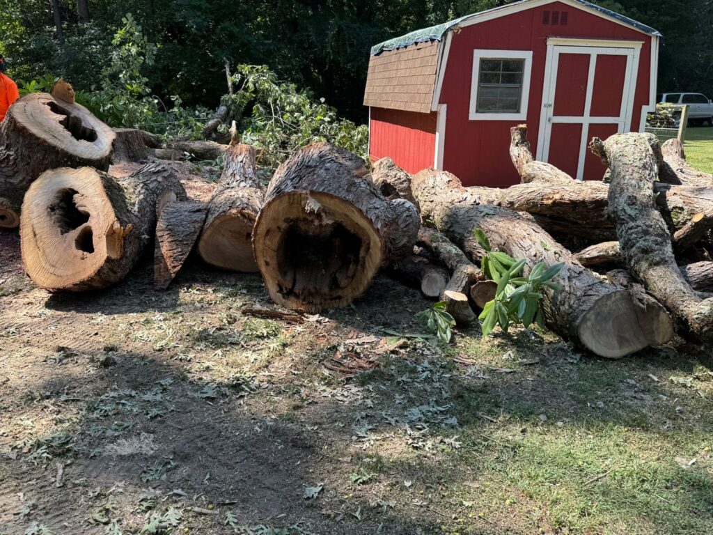 Large, hollowed-out tree logs piled on the ground after a tree removal service by Tree & Debris Removal Service in Raleigh, NC.