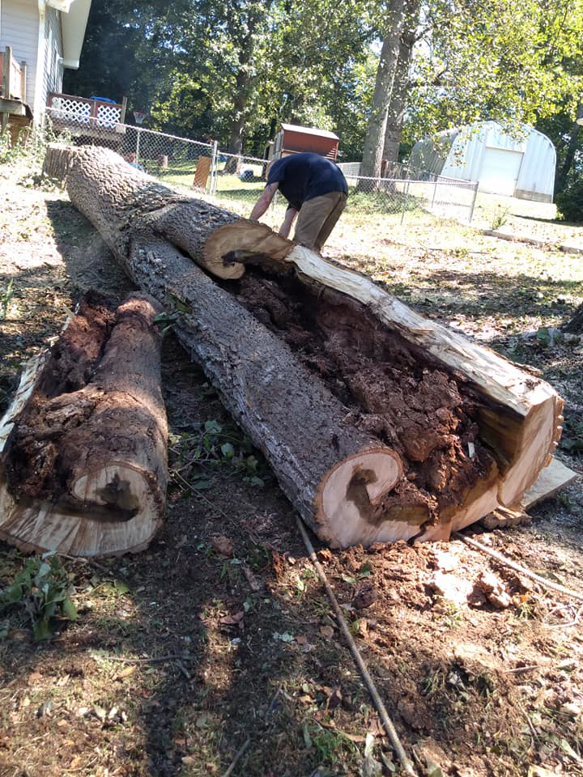 Large hollowed tree logs on the ground after removal by Full Throttle Tree Service in Douglasville, GA