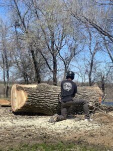 A worker kneeling next to a large cut log with a chainsaw after tree removal in Watertown, SD.