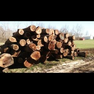 A large pile of freshly cut logs, ready for timber, from KT Farms, Tree Service & Logging LLC in Springfield, MO.
