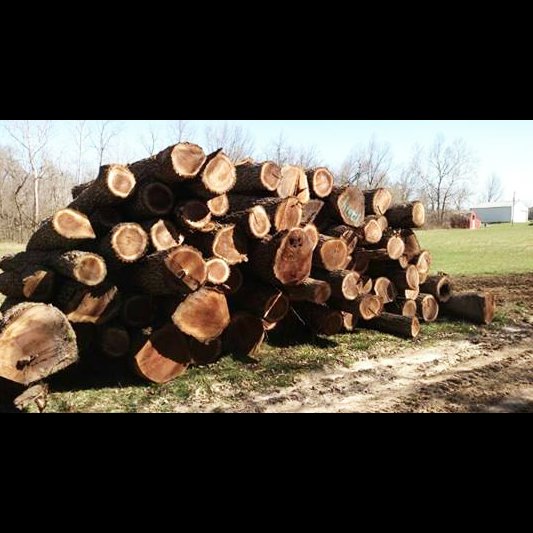 A large pile of freshly cut logs, ready for timber, from KT Farms, Tree Service & Logging LLC in Springfield, MO.