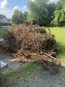A large pile of dried branches and brush on a paved surface, ready for removal by Woodlawn Hauling & Junk Removal in Alexandria, VA.