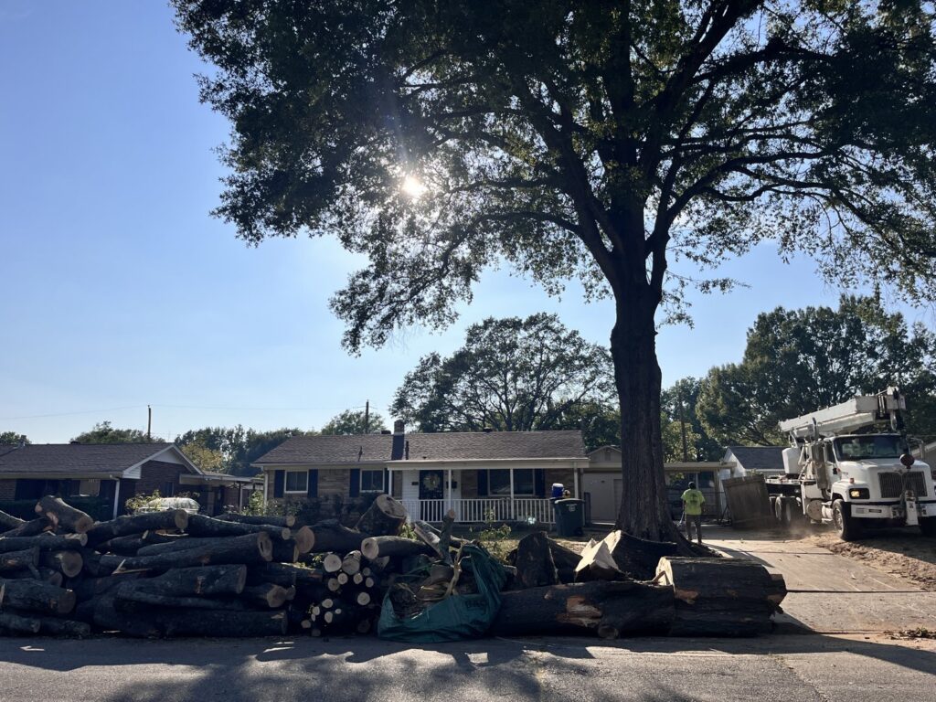 A large pile of cut tree logs and branches on the side of a road after removal by All Star Tree Service in Memphis, TN.
