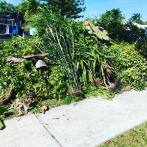 A large pile of green yard waste and branches on a sidewalk awaiting removal by Jays Haul and Junk in Miami, FL.