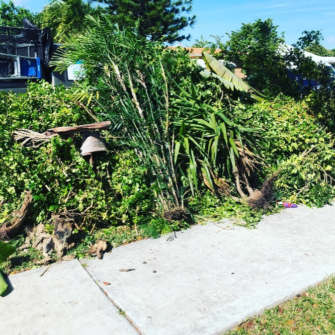A large pile of green yard waste and branches on a sidewalk awaiting removal by Jays Haul and Junk in Miami, FL.