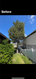 A large pine tree in a residential backyard before removal by Unique Tree Service in West Jordan, UT.
