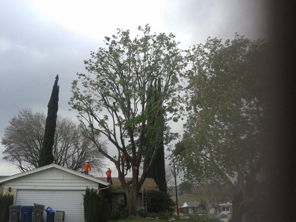 A large pine tree on a residential street with a worker next to a wood chipper and truck, ready for tree services by Tree Trimming 4 Less in Los Angeles, CA.