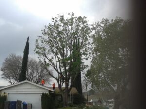 A large pine tree on a residential street with a worker next to a wood chipper and truck, ready for tree services by Tree Trimming 4 Less in Los Angeles, CA.