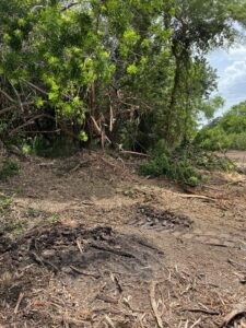 A panoramic view of a large land clearing project with a skid steer in the distance, performed by DLT Land Management in Tampa, FL.