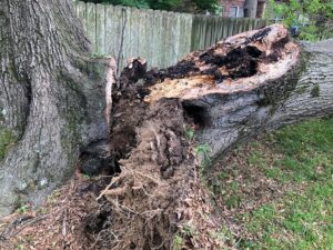 A large split tree trunk with visible rot and damage, indicating the need for removal by All Star Tree Service in Memphis, TN.