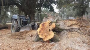 A large stump grinding machine actively working on a tree stump for Mr. Stump Tree Service in Colorado Springs, CO.