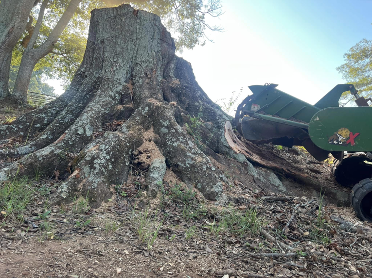A large, old tree stump with extensive roots being ground down by a machine, a service provided by Manley's Stump Grinding in Opelika, AL.