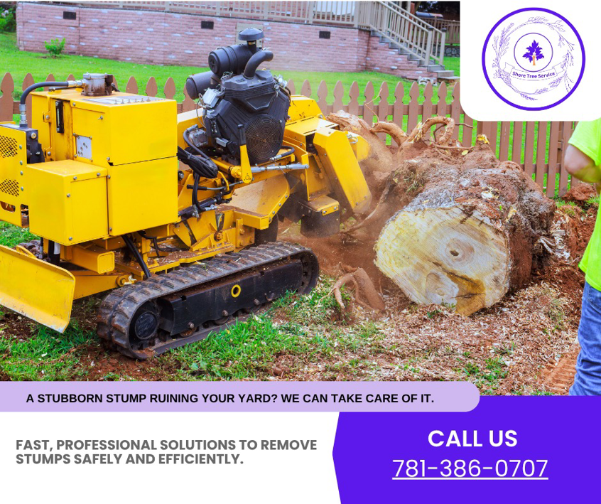 A large tree stump being ground down by a professional machine for Shore Tree Service in Quincy, MA.