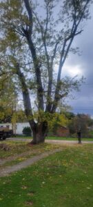 A large tree after heavy pruning or topping, demonstrating completed work by ClearTree LLC in Joppa, MD.