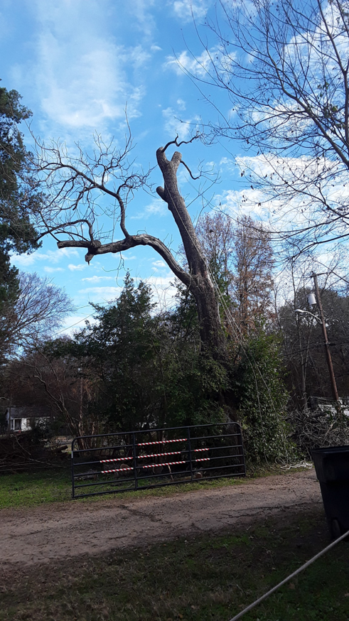 A large tree after professional trimming and branch removal by Robinson's Tree Service in Shreveport, LA.
