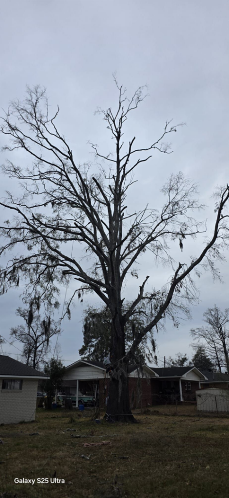 A large, bare tree with expertly trimmed branches, showcasing professional tree pruning by Treevol Service LLC in Gwinnett, Atlanta, GA.